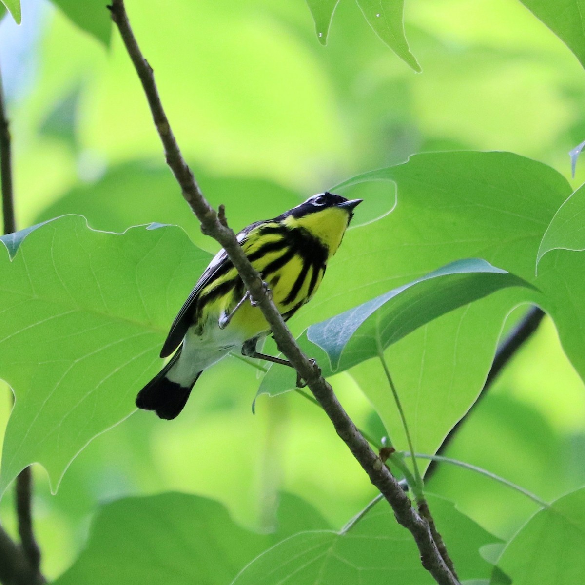 Magnolia Warbler - ML158977261