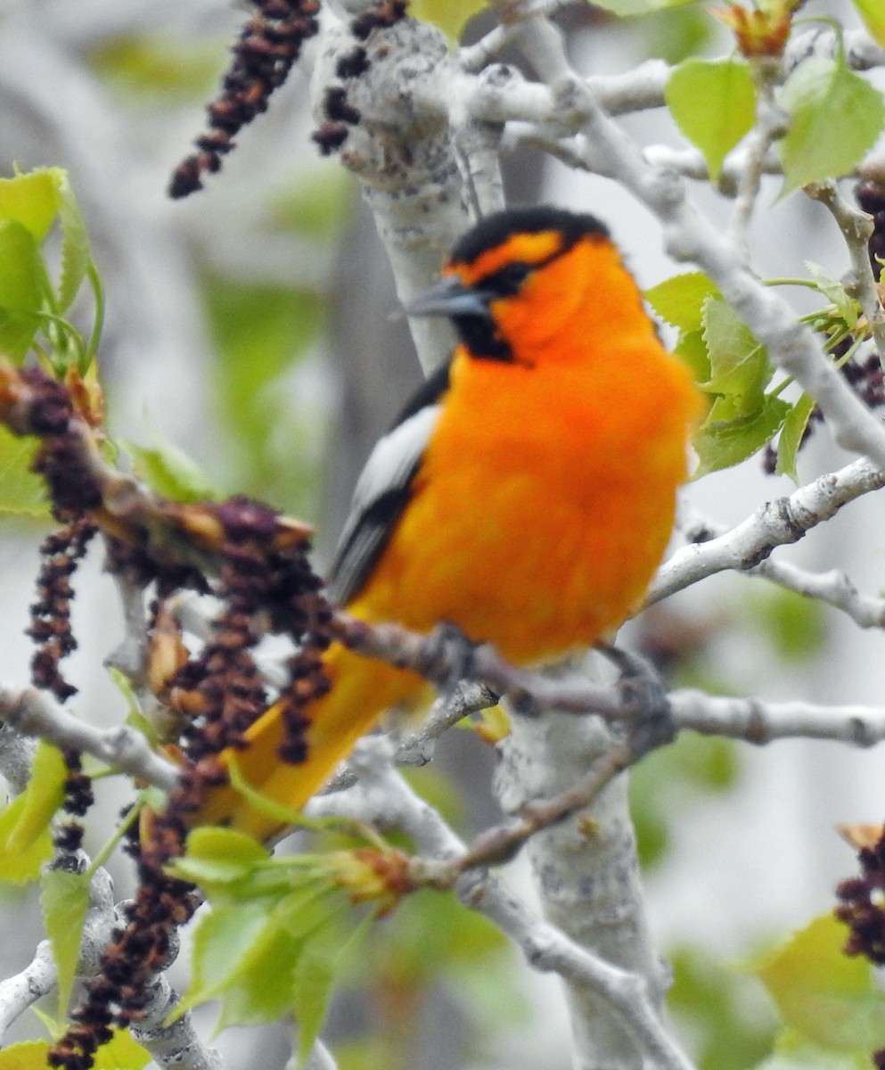 Bullock's Oriole - Sharon Dewart-Hansen