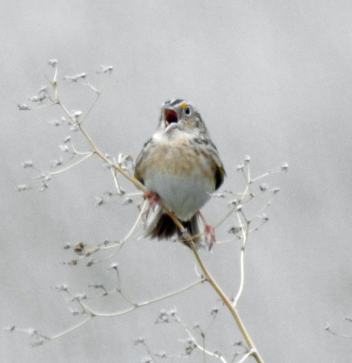 Grasshopper Sparrow - ML158980041