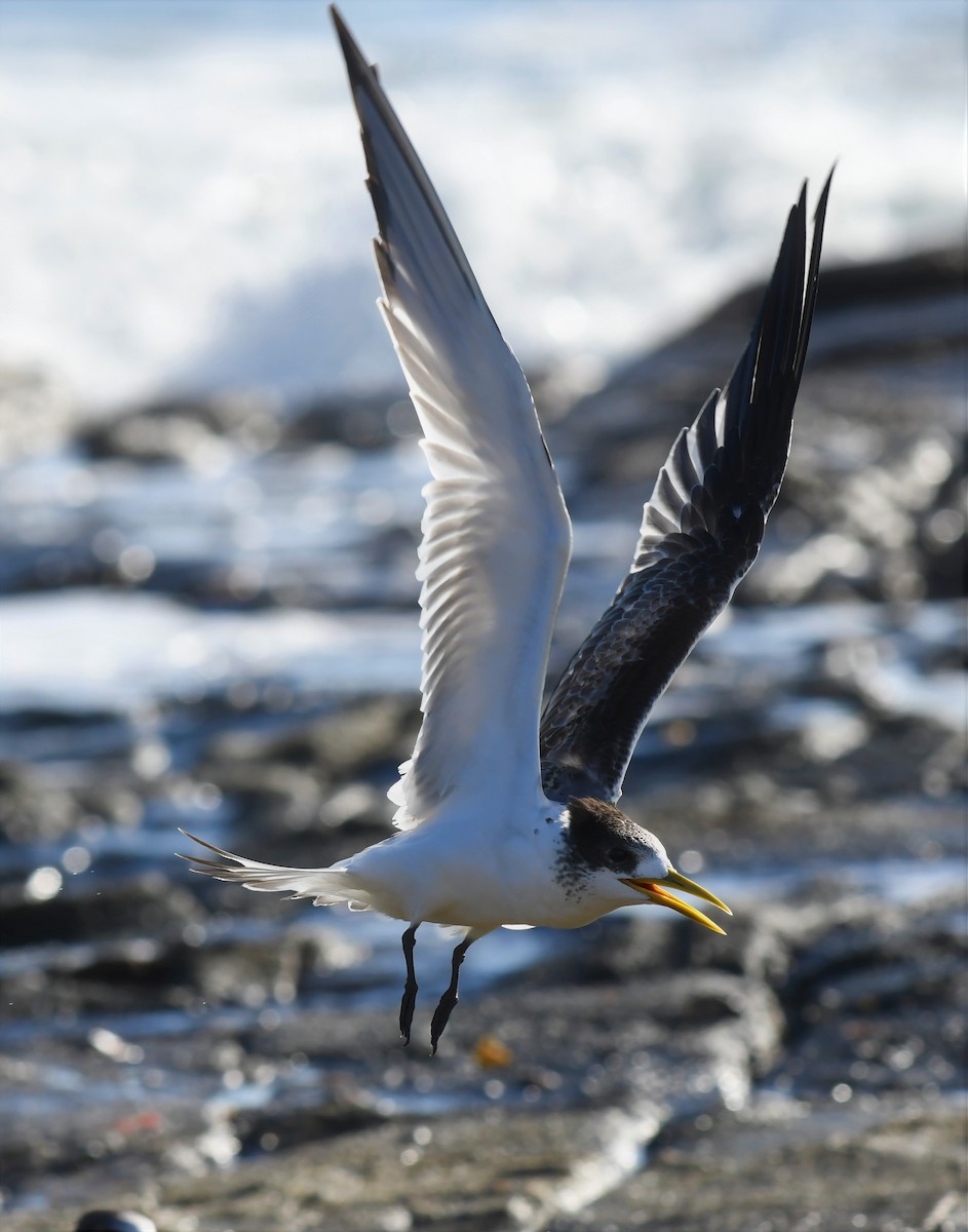 Great Crested Tern - John Francis