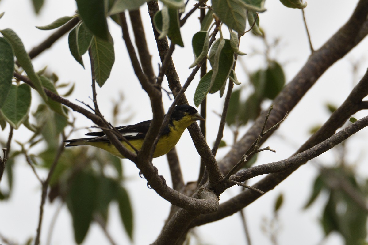 Lesser Goldfinch - ML158981131