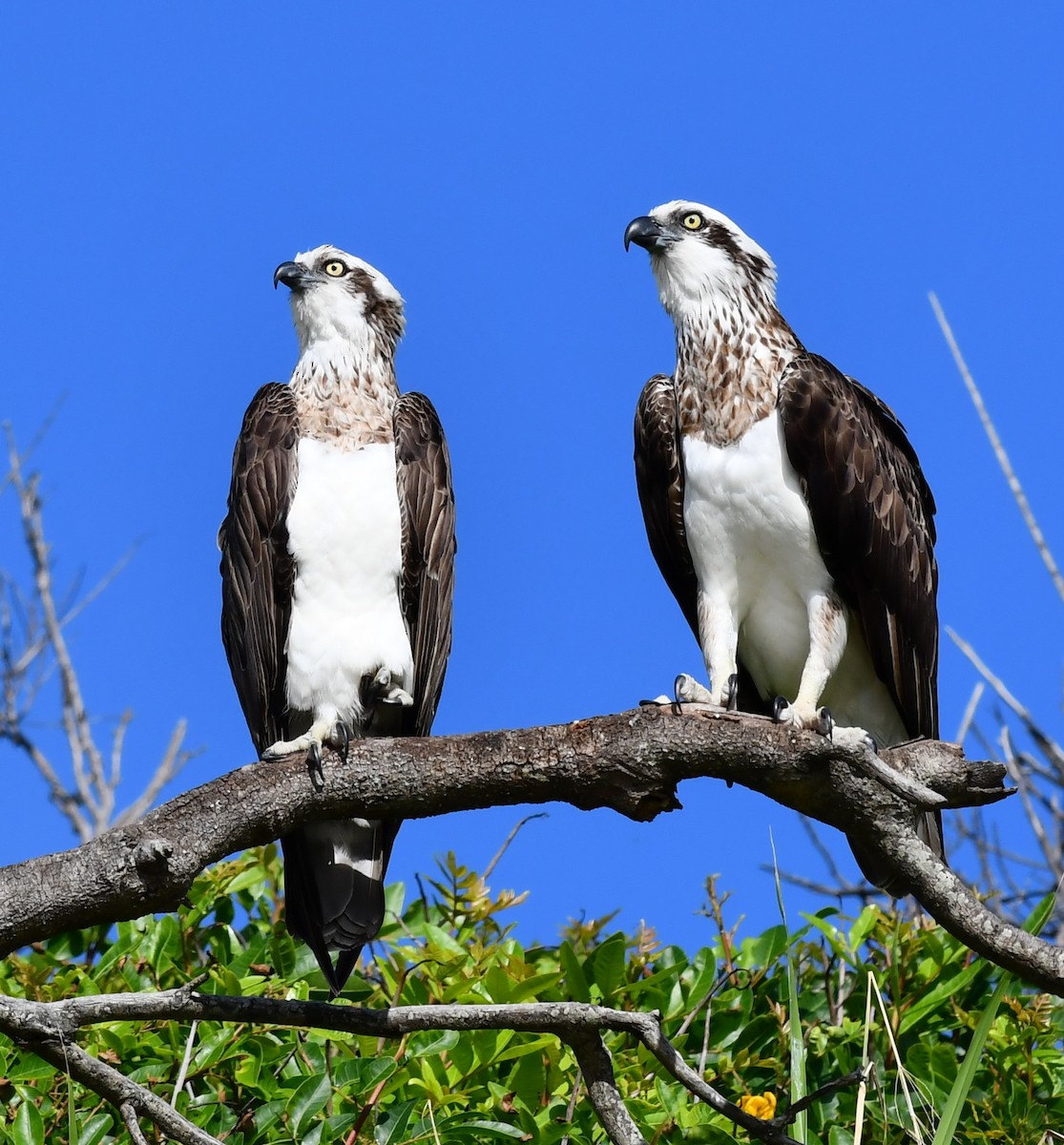 Osprey - John Francis