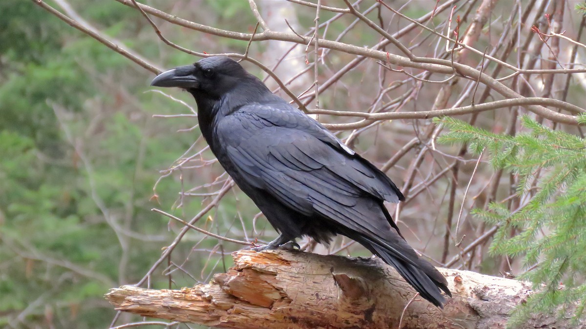 Common Raven - ML158981701