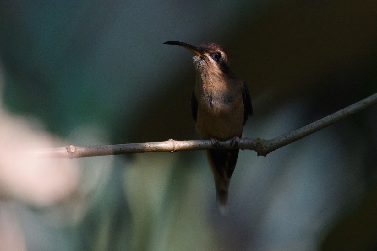Пестрогорлый колибри-отшельник - ML158981921