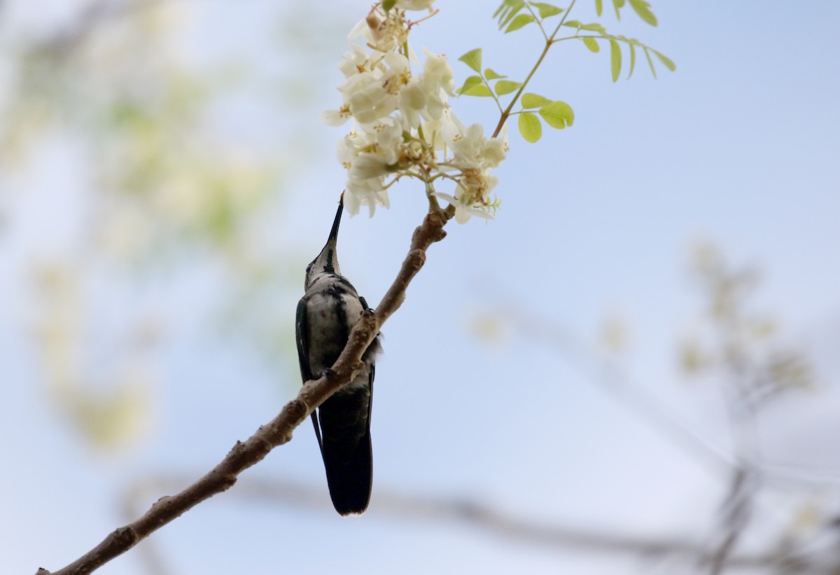 kolibřík hispaniolský - ML158983841