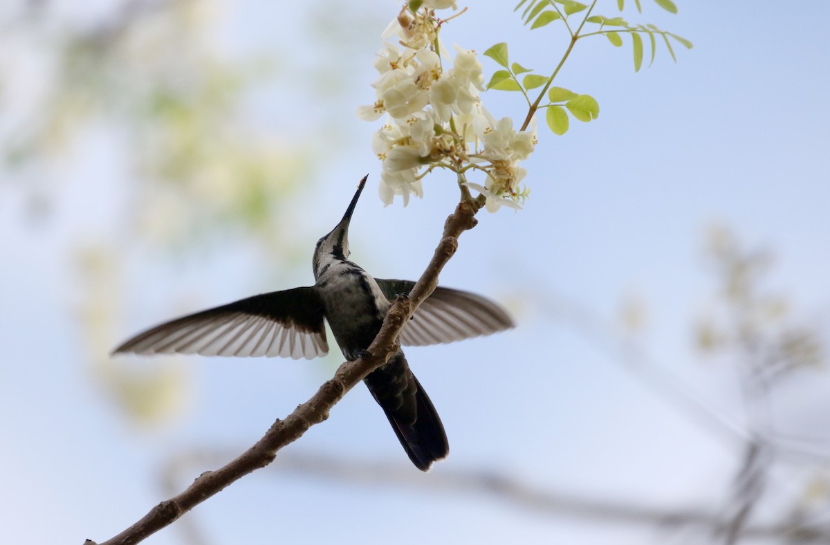kolibřík hispaniolský - ML158983891