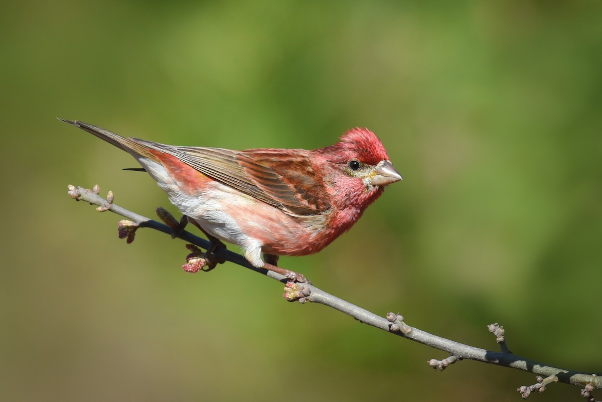 Purple Finch - ML158984571