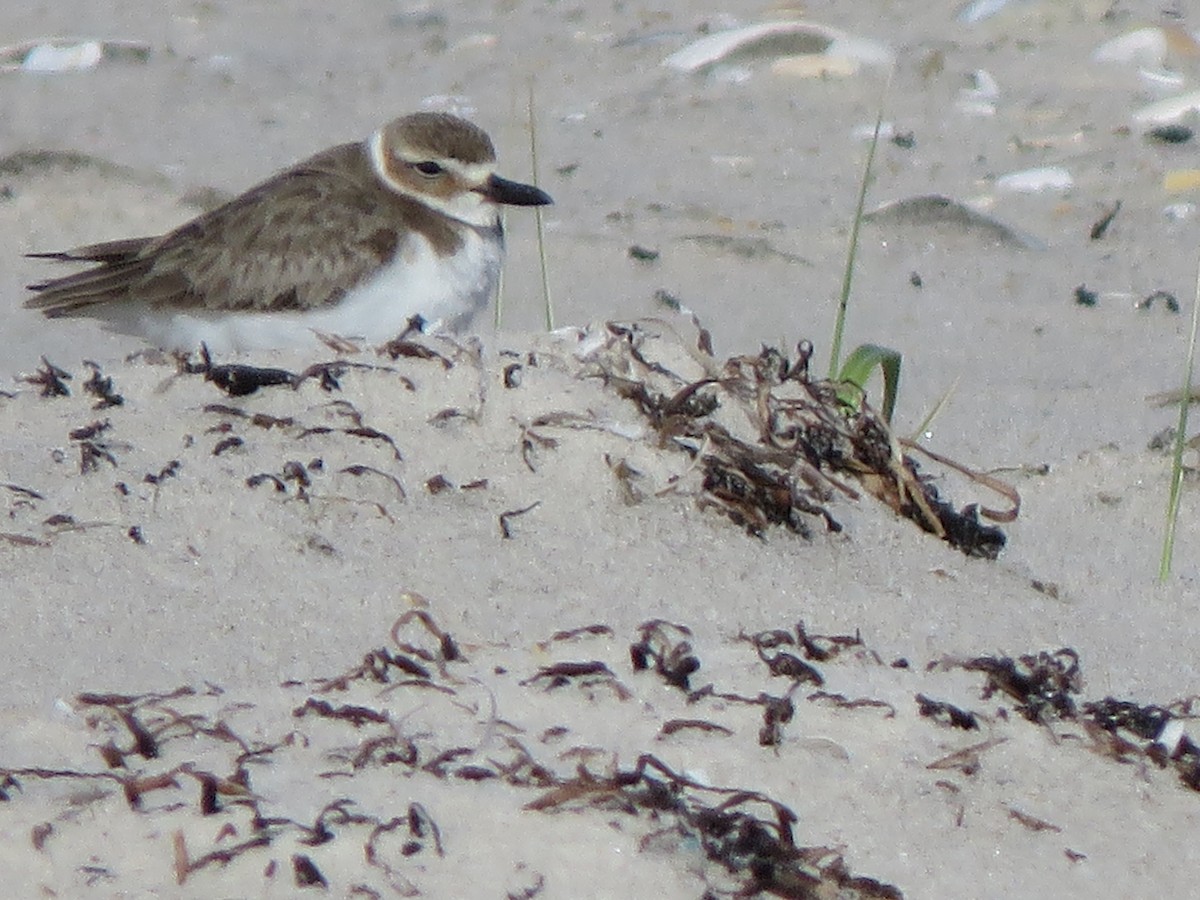 Wilson's Plover - Patrice Domeischel