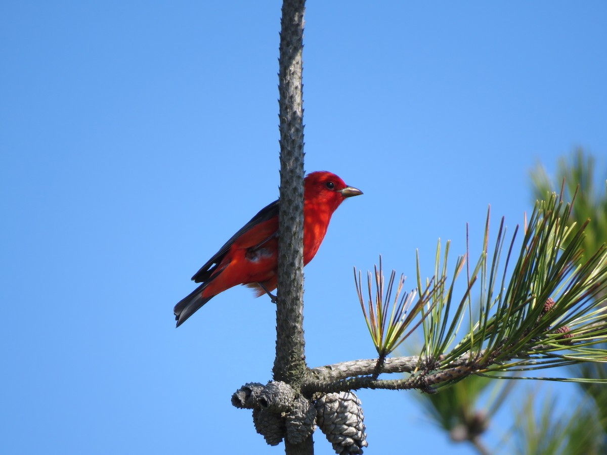 Scarlet Tanager - Patrice Domeischel