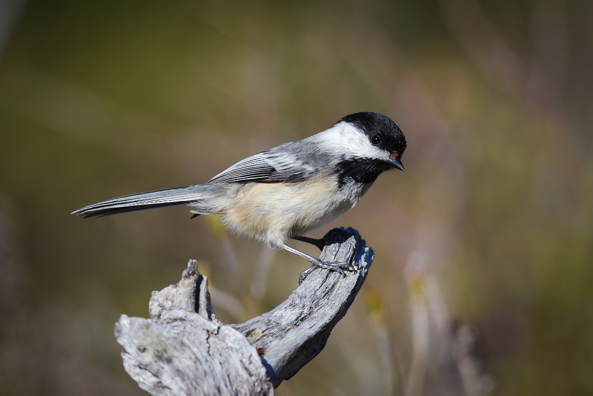 Mésange à tête noire - ML158985291