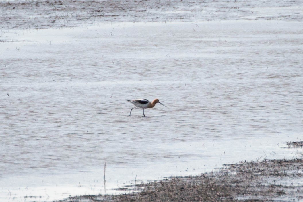 American Avocet - ML158987281