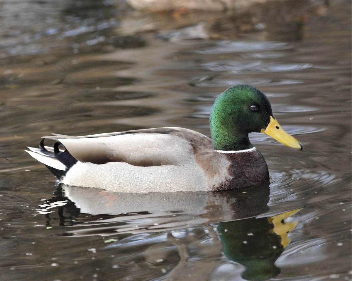 Canard colvert - ML158989691