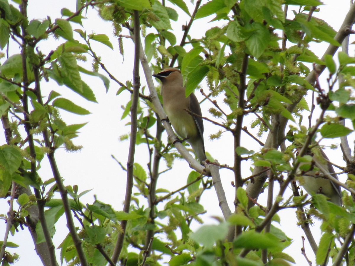 Cedar Waxwing - John Coyle