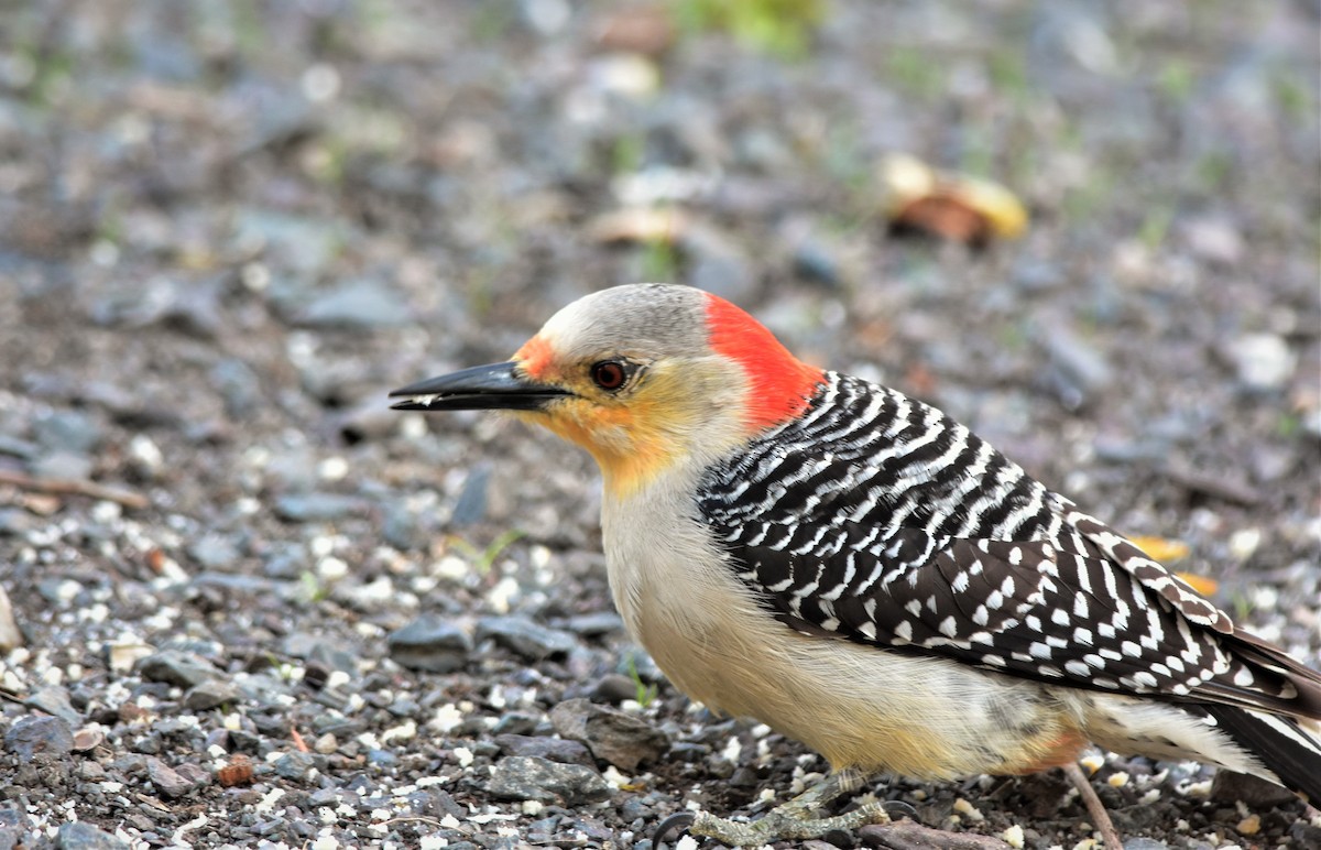Red-bellied Woodpecker - ML158989961
