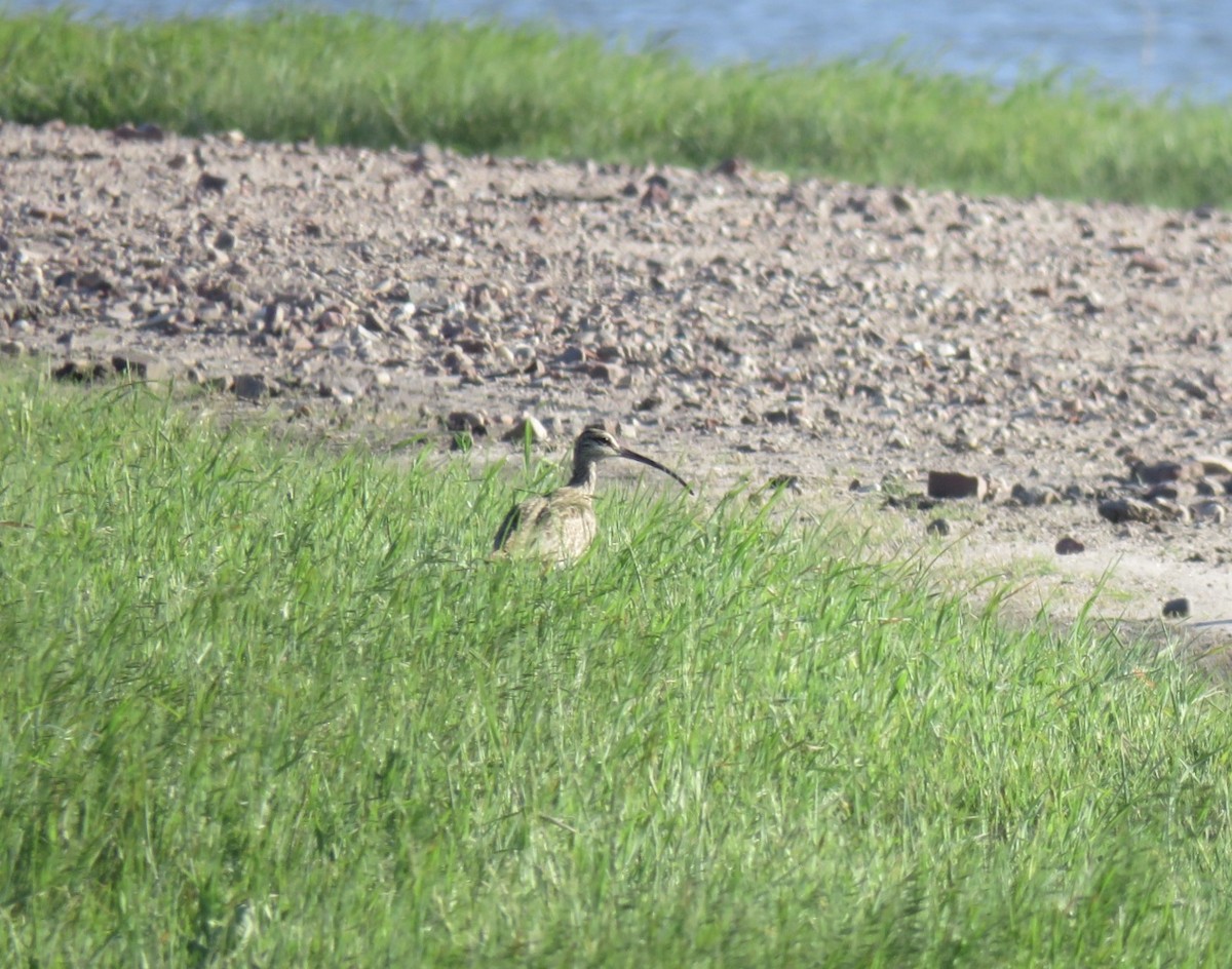 Whimbrel - ML158991161