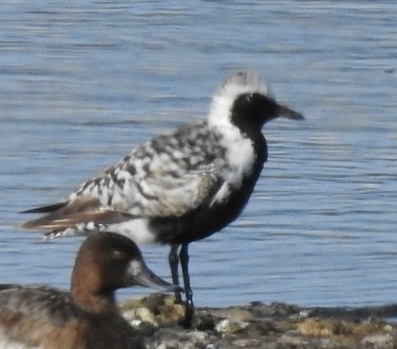 Black-bellied Plover - ML158993121