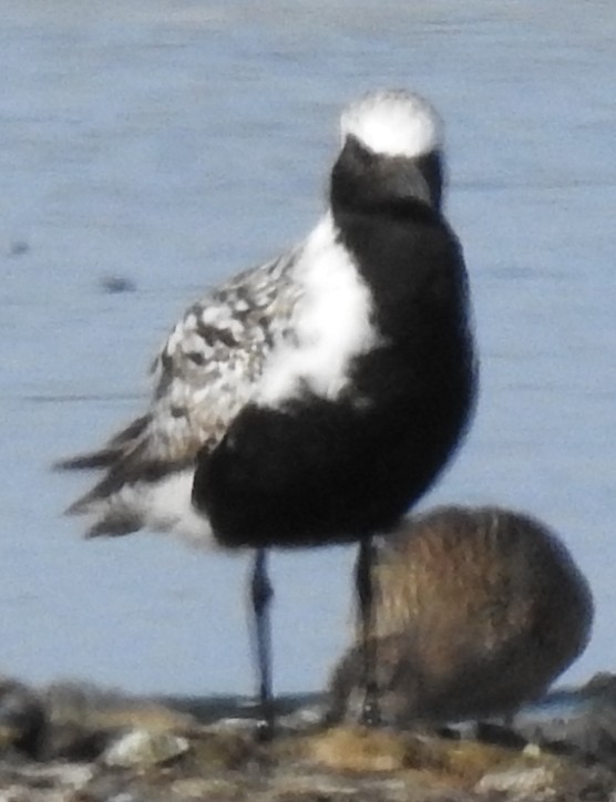 Black-bellied Plover - ML158993171