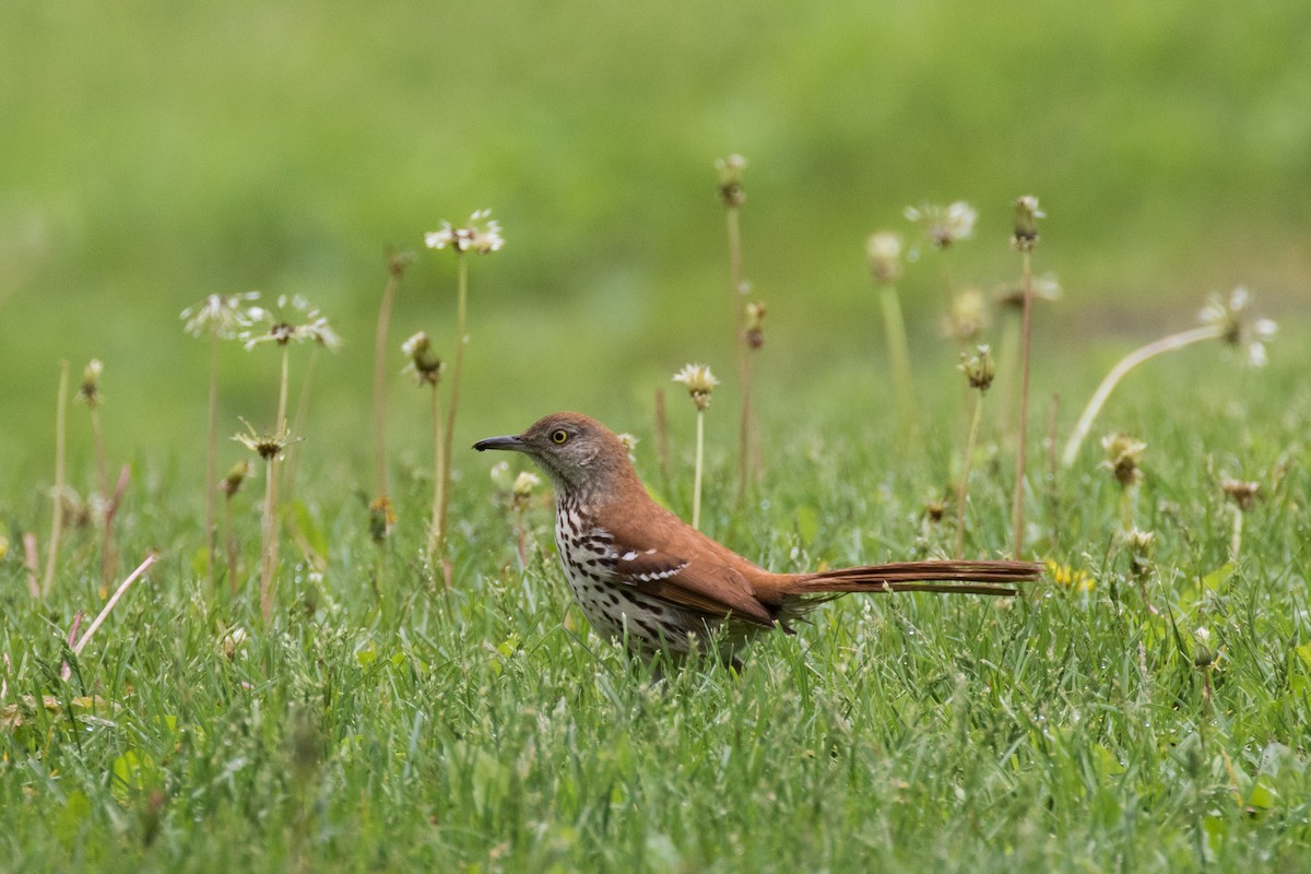 Brown Thrasher - ML158993381