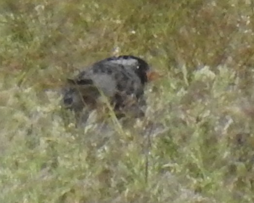 Harris's Sparrow - ML158994011