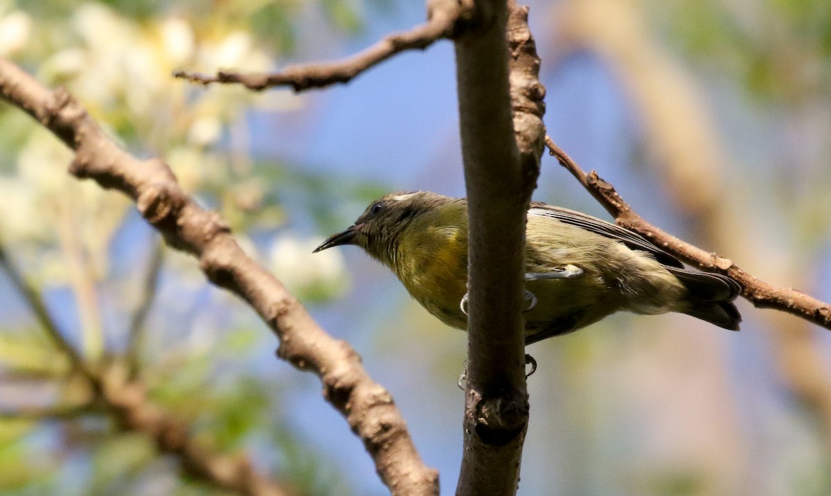 Bananaquit (Greater Antillean) - ML158994611