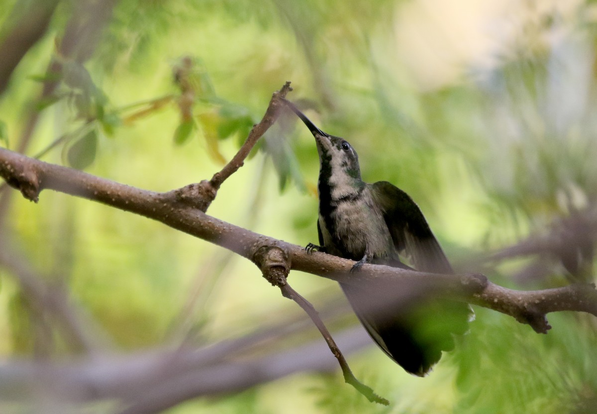 Hispaniolan Mango - Jay McGowan