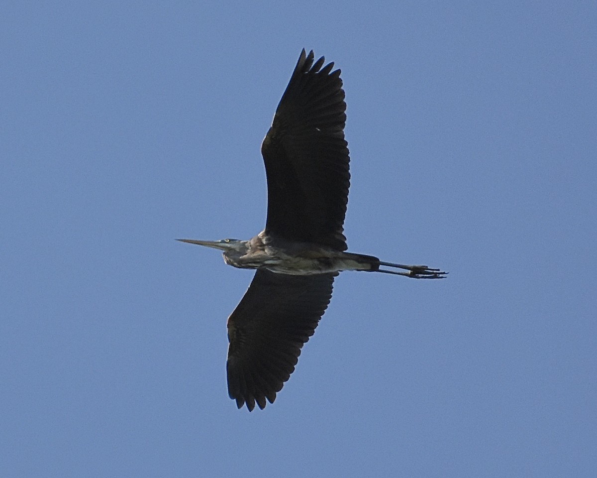 Great Blue Heron - ML158995991