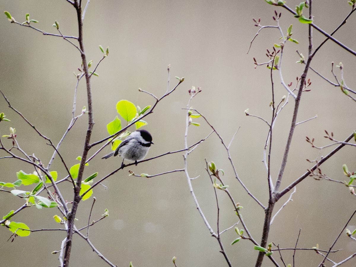 Mésange à tête noire - ML158998661