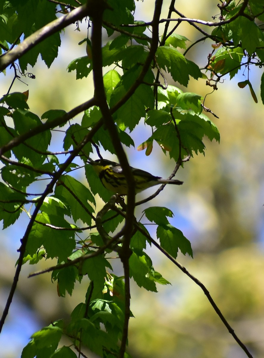 Magnolia Warbler - ML158998941