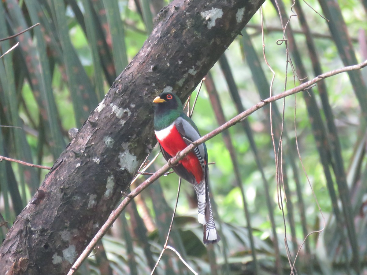 Elegant Trogon - Peggy Horton