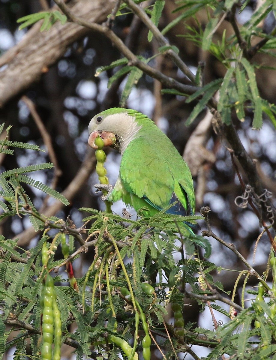 Monk Parakeet - ML159000861