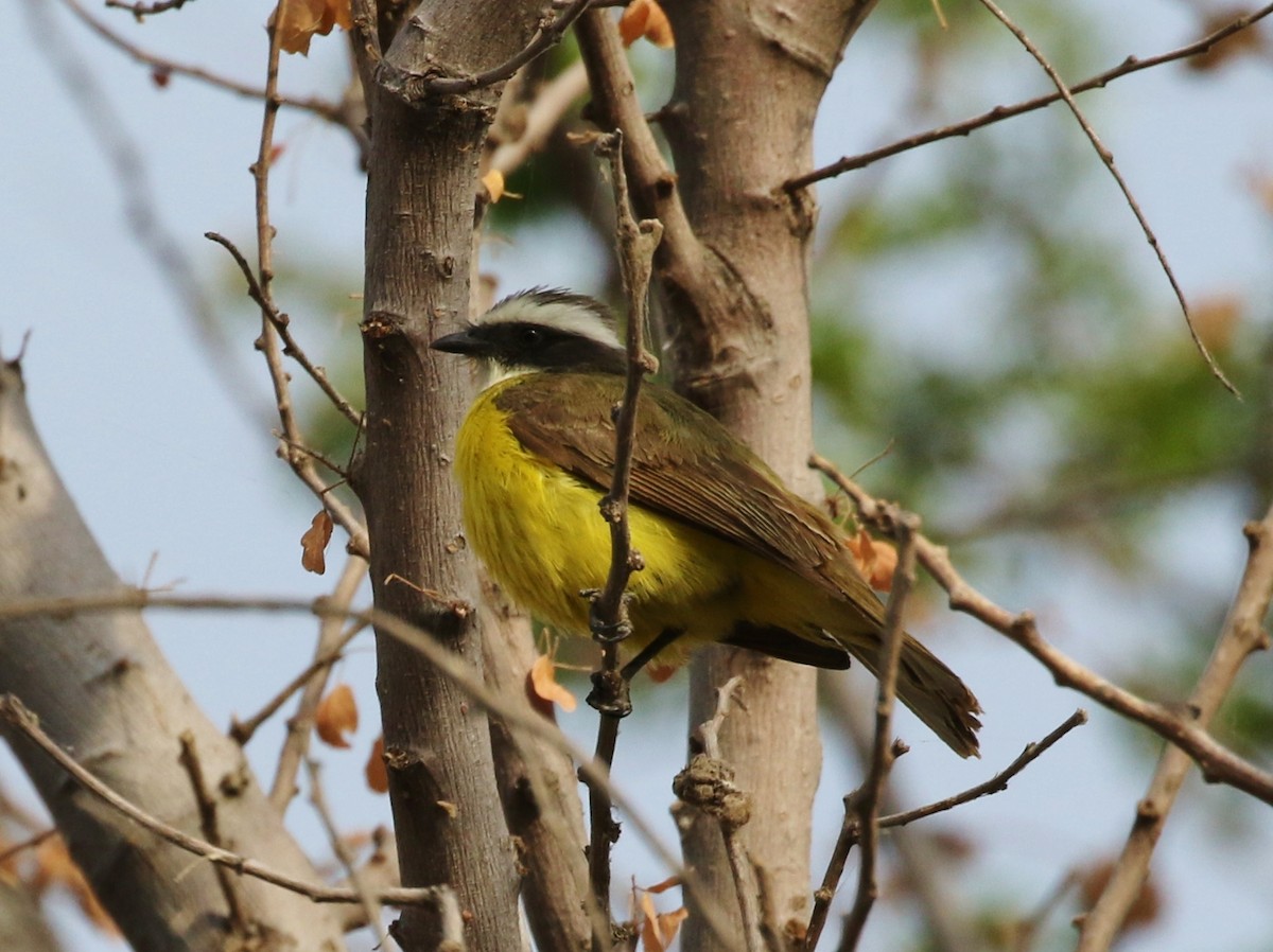 Social Flycatcher - Tom Benson