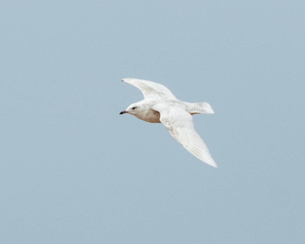 Iceland Gull - ML159002261