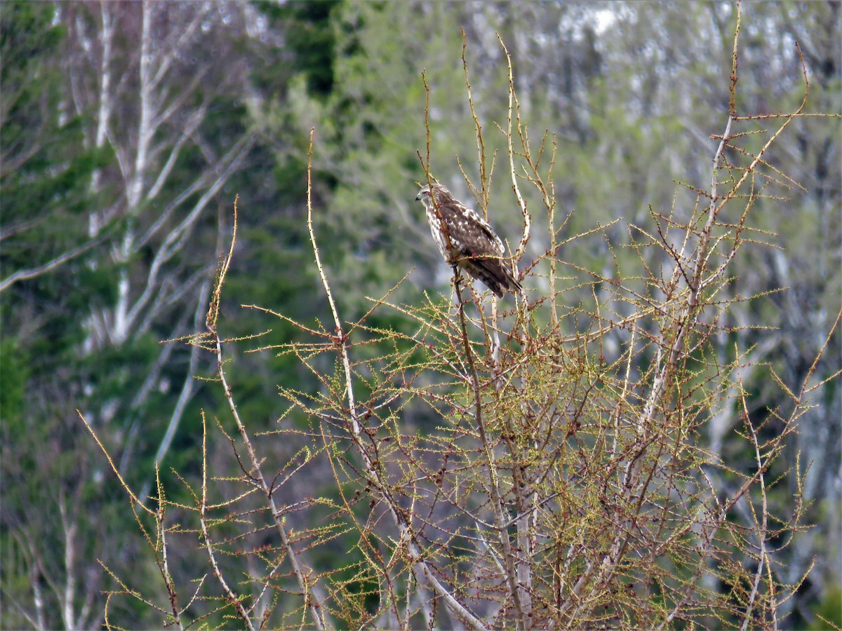 Broad-winged Hawk - ML159002821