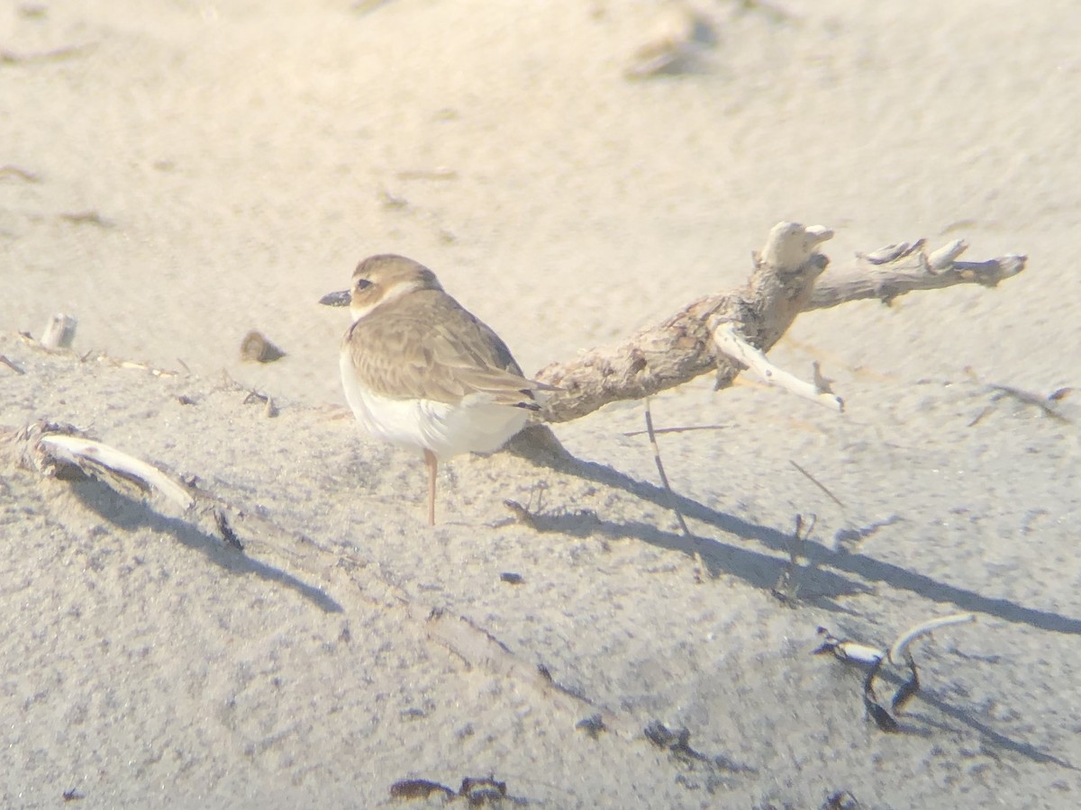 Wilson's Plover - Peter Polshek