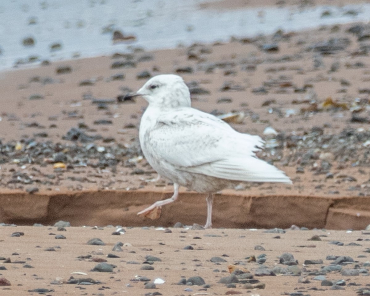 Goéland arctique - ML159003521