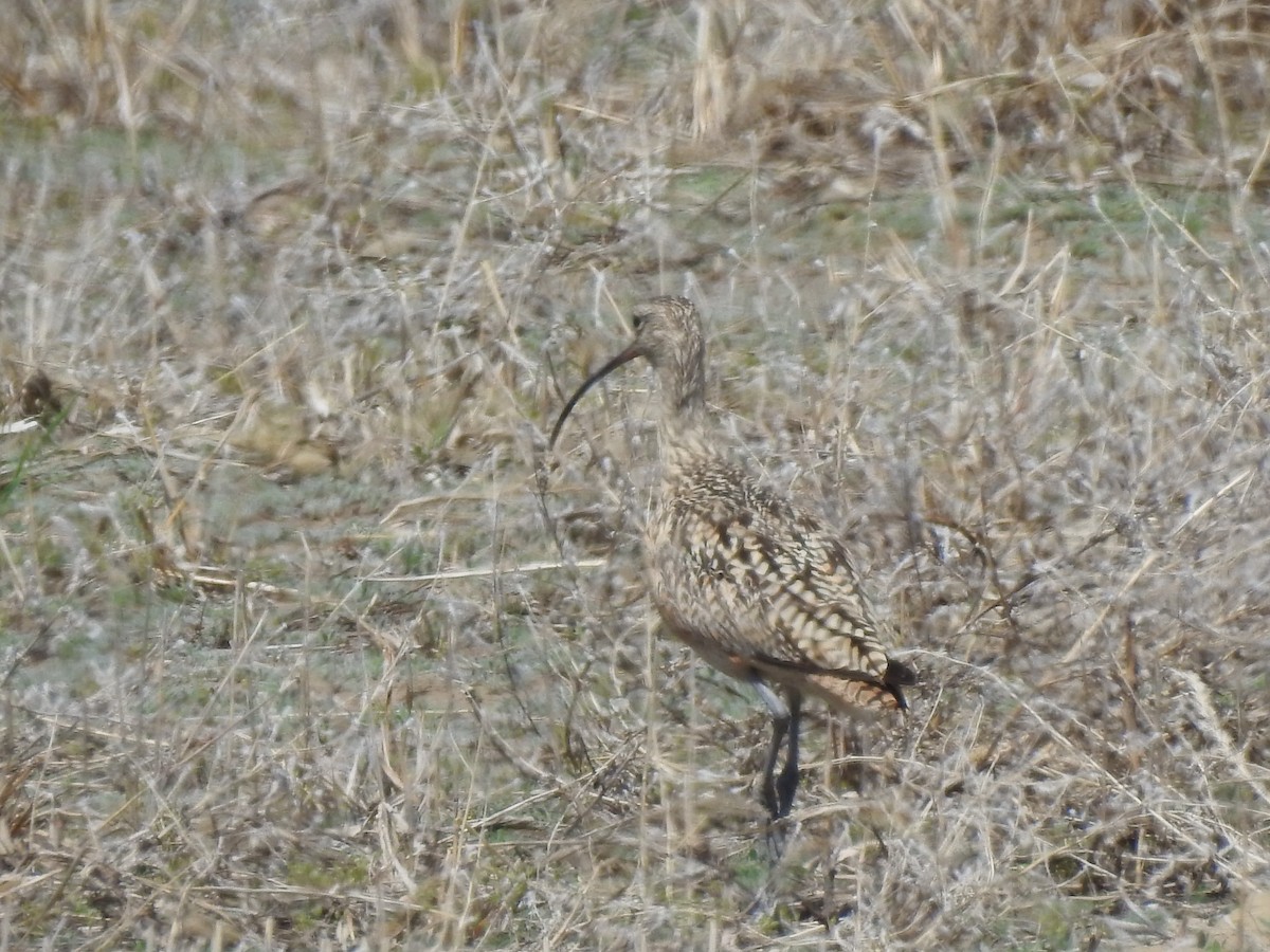 Long-billed Curlew - Dale Heinert