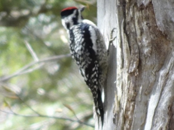 Yellow-bellied Sapsucker - Louis DeMarco