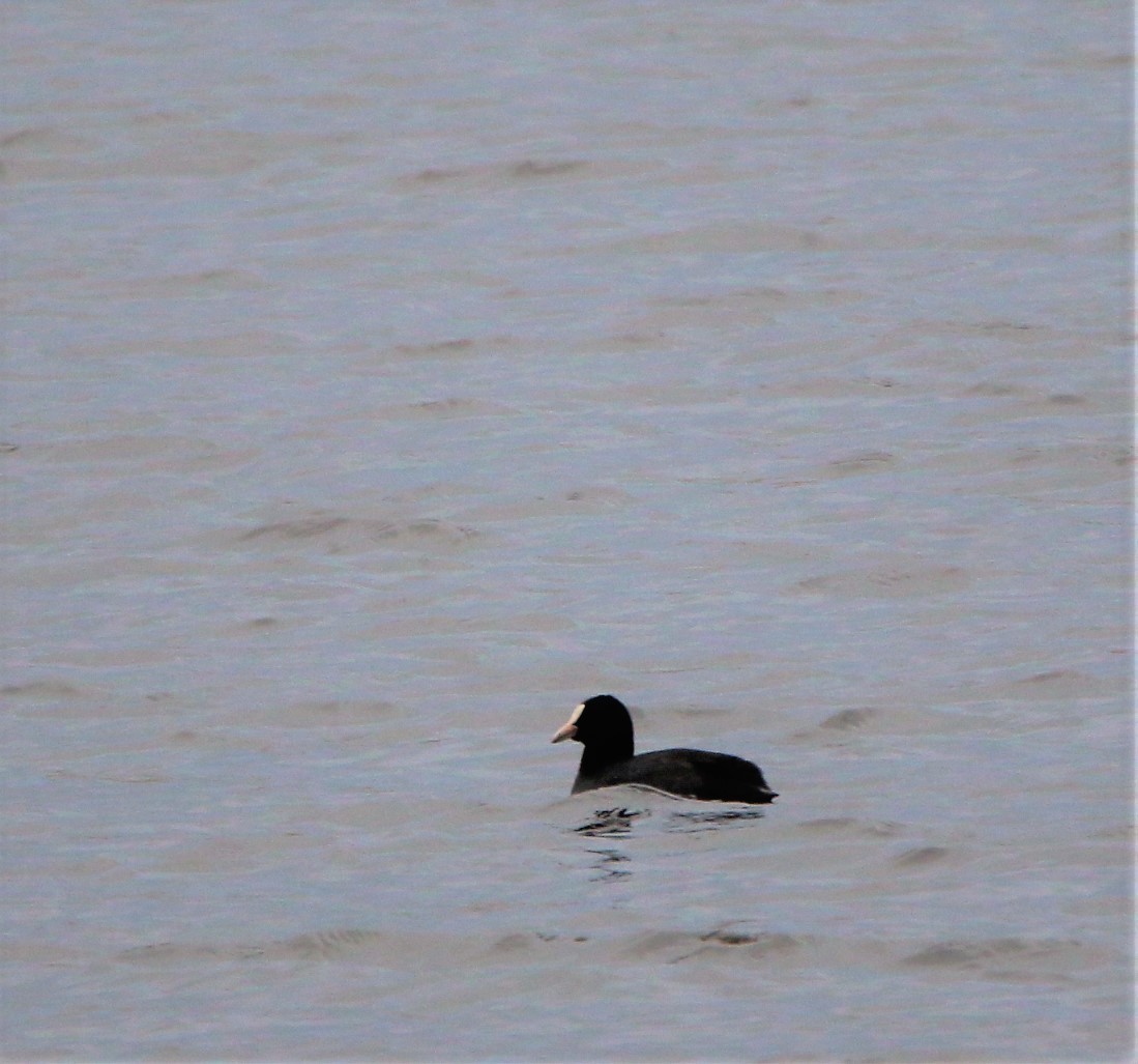 Eurasian Coot - ML159003871