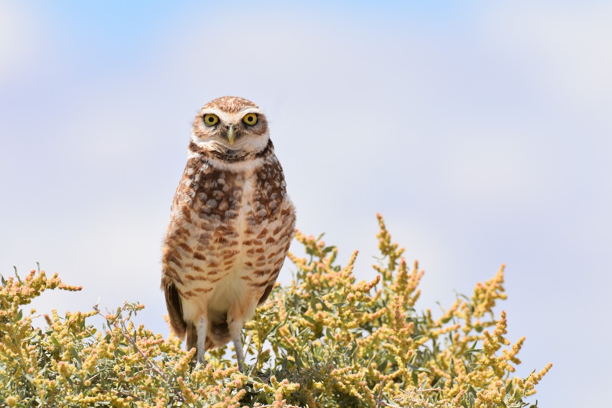 Burrowing Owl - Jack Parlapiano