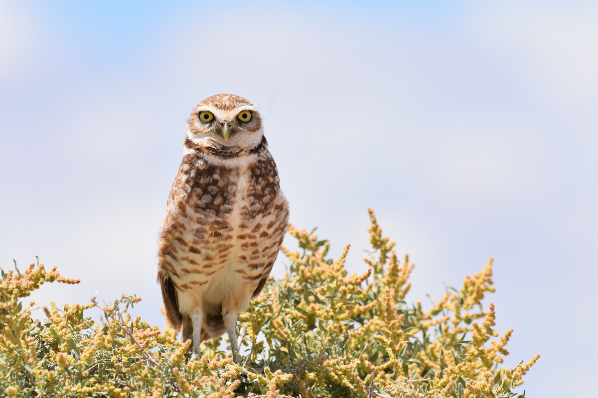 Burrowing Owl - ML159004091