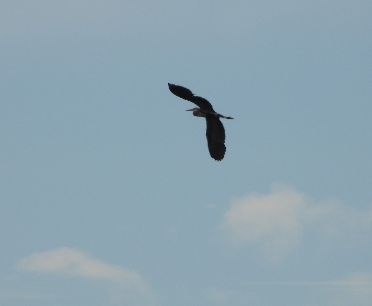 Great Blue Heron - ML159005371