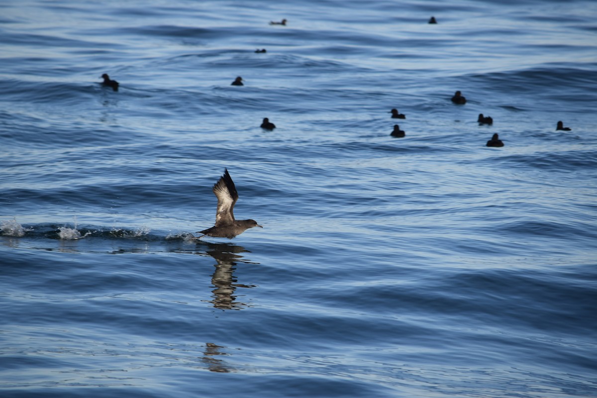 Sooty Shearwater - ML159005571