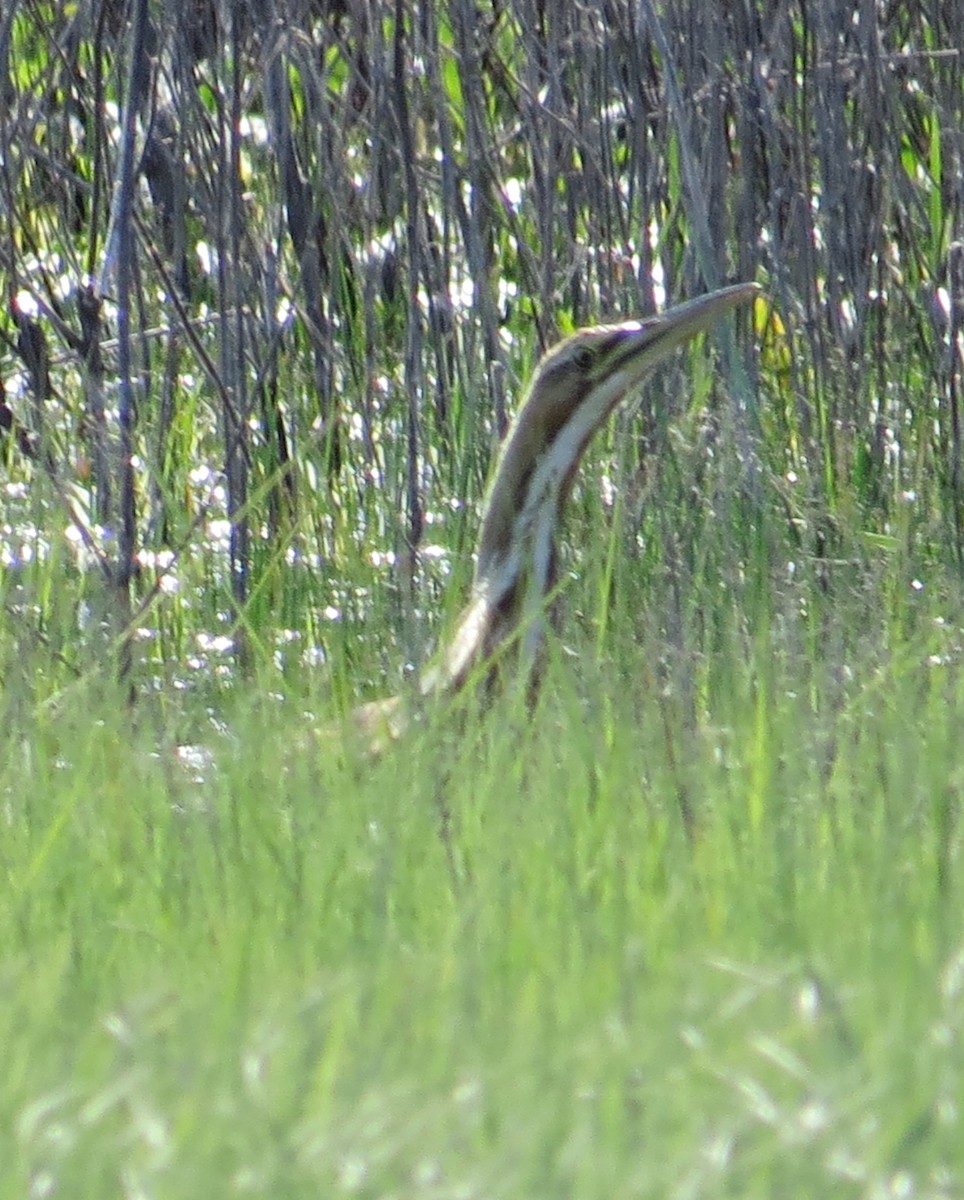 American Bittern - ML159006921