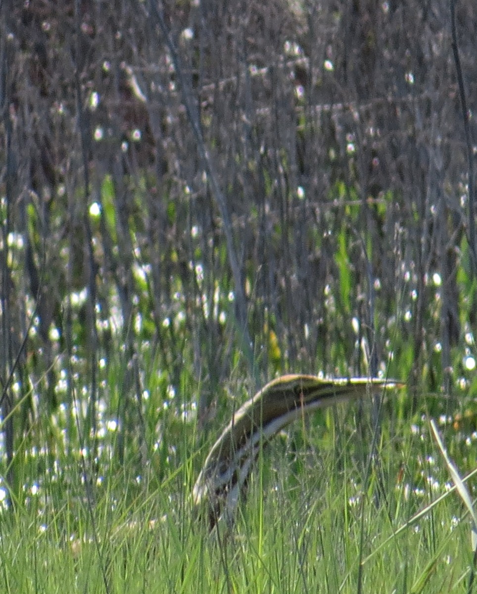 American Bittern - ML159006961