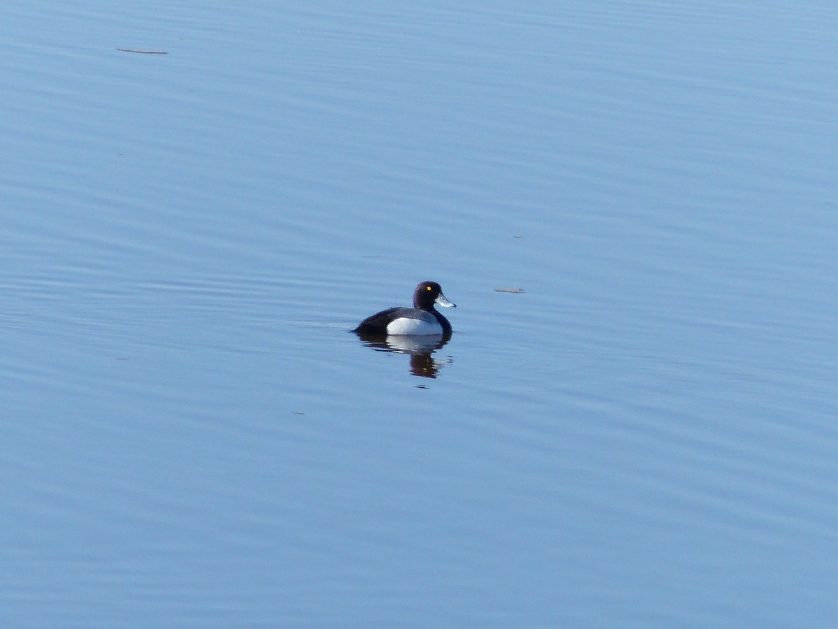 Greater Scaup - Réjean Deschênes