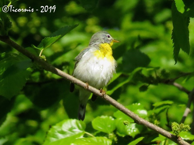 Northern Parula - ML159008901