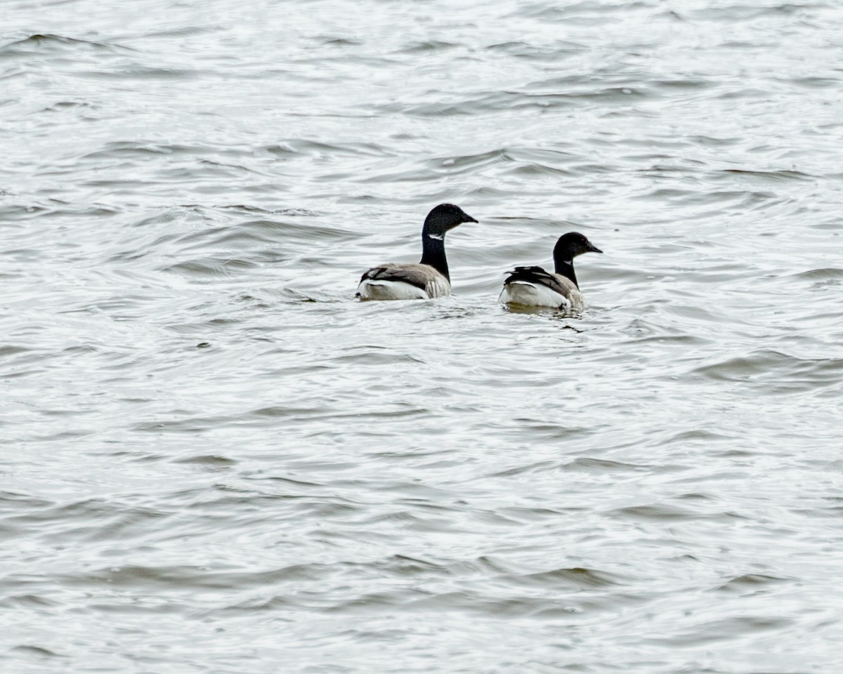 Brant - ML159009601