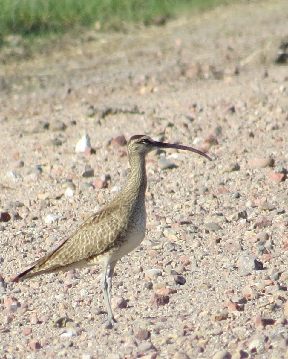 Whimbrel - ML159010281