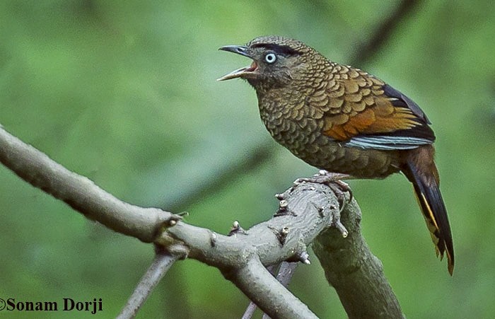 Blue-winged Laughingthrush - ML159011221