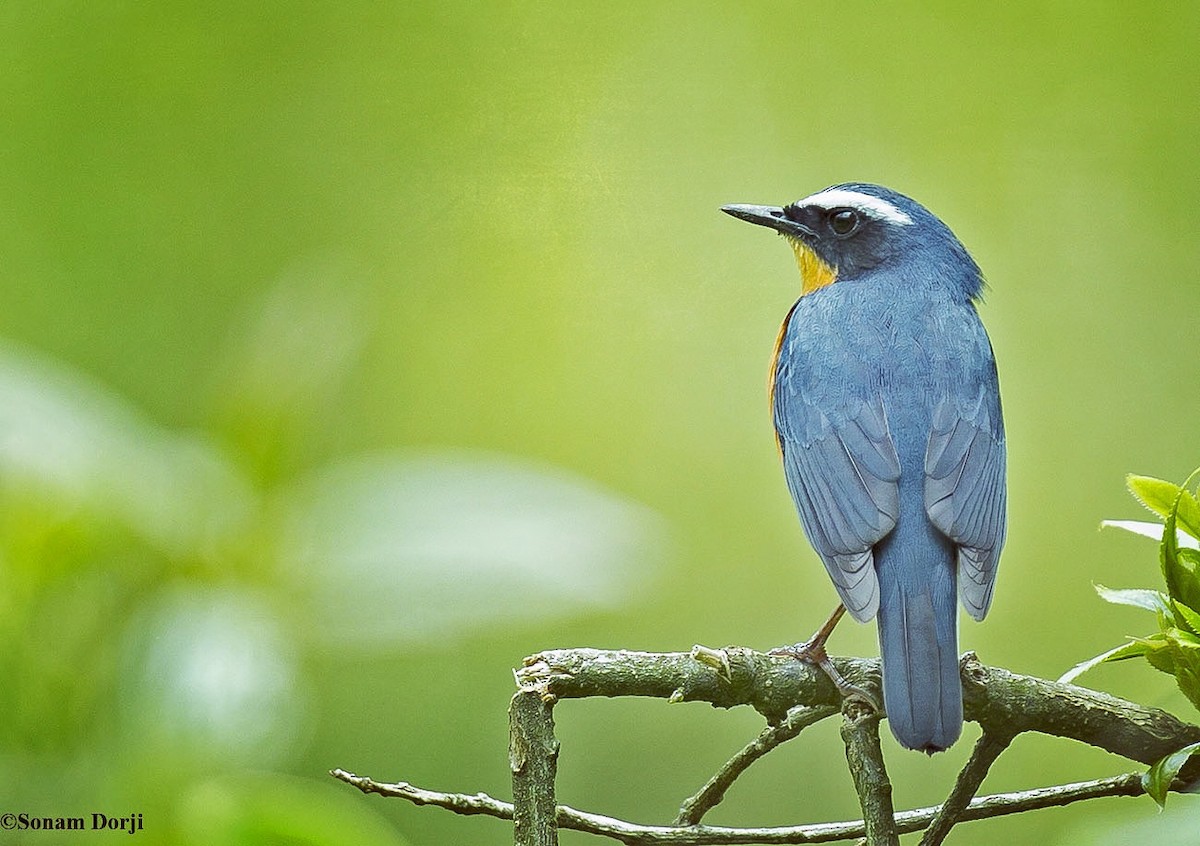 Indian Blue Robin - ML159012261